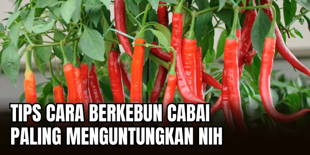 Teknik Budidaya Cabai Teknik yang Menguntungkan