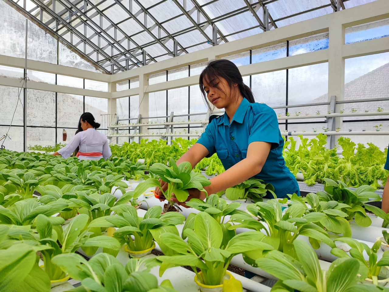 Pendidikan agrikultur